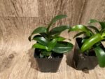 Dendrobium Red Spin Brown (3.5” pot) - Image 3