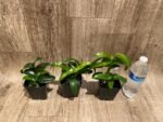 Dendrobium Red Spin Brown (3.5” pot) - Image 6