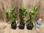 Dendrobium Burana Sunshine (3.5” pot) - Image 4