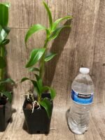 Dendrobium Burana Sunshine (3.5” pot) - Image 7