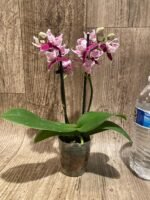 Double Spikes Phalaenopsis Miki Violet Butterfly Peloric (3” pot) - Image 8