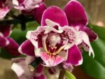 Double Spikes Phalaenopsis Miki Violet Butterfly Peloric (3” pot) - Image 3