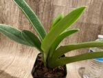 In Spike Paphiopedilum (Olympian Yard x Helenae) x (In Charm Gold x In Charm Topaz) 'VS1' (3.5” pot) - Image 6