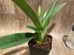 In Spike Paphiopedilum (Olympian Yard x Helenae) x (In Charm Gold x In Charm Topaz) 'VS1' (3.5” pot) - Image 3