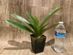 In Spike Paphiopedilum (Olympian Yard x Helenae) x (In Charm Gold x In Charm Topaz) 'VS1' (3.5” pot) - Image 4