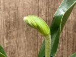 One Spike plus One Bud Paphiopedilum In Charm Topaz 'VS1' x Magic Szabo (3.5” pot)