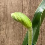 One Spike plus One Bud Paphiopedilum In Charm Topaz 'VS1' x Magic Szabo (3.5” pot)