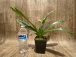 One Spike plus One Bud Paphiopedilum In Charm Topaz 'VS1' x Magic Szabo (3.5” pot) - Image 4