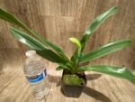 One Spike plus One Bud Paphiopedilum In Charm Topaz 'VS1' x Magic Szabo (3.5” pot) - Image 6