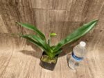 One Spike plus One Bud Paphiopedilum In Charm Topaz 'VS1' x Magic Szabo (3.5” pot) - Image 7