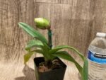 In Spike Paphiopedilum (Magic Mood × Winston Churchill) × Wally's Weirdness (3.5” pot) - Image 2