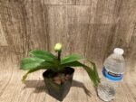 In Spike Paphiopedilum (Magic Mood × Winston Churchill) × Wally's Weirdness (3.5” pot) - Image 4
