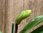 In Spike Paphiopedilum Big Island Mood × In Charm Goid 'VS1’ (3.5” pot)