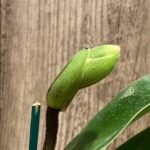 In Spike Paphiopedilum Big Island Mood × In Charm Goid 'VS1’ (3.5” pot)