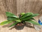 In Spike Paphiopedilum Big Island Mood × In Charm Goid 'VS1’ (3.5” pot) - Image 2