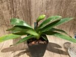 In Spike Paphiopedilum Big Island Mood × In Charm Goid 'VS1’ (3.5” pot) - Image 3