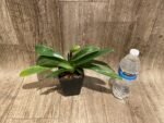 In Spike Paphiopedilum Big Island Mood × In Charm Goid 'VS1’ (3.5” pot) - Image 5