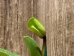 In Spike Paphiopedilum Big Island Mood x Chang Siu Alex (3.5” pot)
