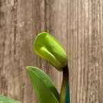 In Spike Paphiopedilum Big Island Mood x Chang Siu Alex (3.5” pot)