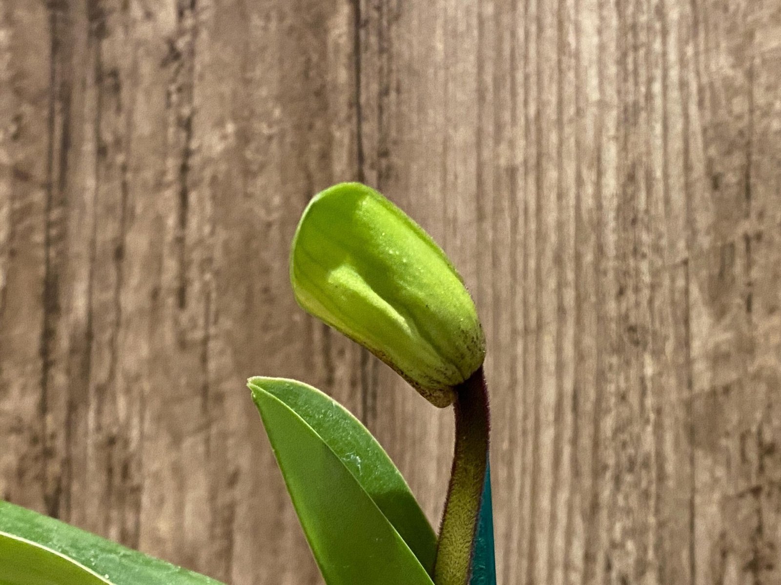 il_fullxfull.8627277669_is3l.jpg In Spike Paphiopedilum Big Island Mood x Chang Siu Alex (3.5” pot) - Image 1
