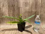 In Spike Paphiopedilum Big Island Mood x Chang Siu Alex (3.5” pot) - Image 4