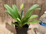 Double Spikes Paphiopedilum Big Island Light x In Charm Gold 'VS1’ (3.5” pot) - Image 2