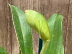 Double Spikes Paphiopedilum Big Island Light x In Charm Gold 'VS1’ (3.5” pot)