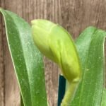 Double Spikes Paphiopedilum Big Island Light x In Charm Gold 'VS1’ (3.5” pot)