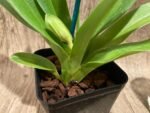 Double Spikes Paphiopedilum Big Island Light x In Charm Gold 'VS1’ (3.5” pot) - Image 5