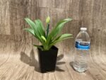 Double Spikes Paphiopedilum Big Island Light x In Charm Gold 'VS1’ (3.5” pot) - Image 3
