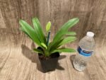 Double Spikes Paphiopedilum Big Island Light x In Charm Gold 'VS1’ (3.5” pot) - Image 4