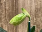 In Spike Paphiopedilum  Yang-Ji Apple x (Lady Isabel x Anitum) (3.5” pot)
