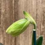 In Spike Paphiopedilum  Yang-Ji Apple x (Lady Isabel x Anitum) (3.5” pot)
