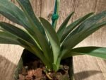 In Spike Paphiopedilum  Yang-Ji Apple x (Lady Isabel x Anitum) (3.5” pot) - Image 6