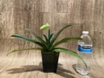 In Spike Paphiopedilum  Yang-Ji Apple x (Lady Isabel x Anitum) (3.5” pot) - Image 3