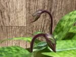 In Spike Paph. Hilo Rainbow 'Bold Spots’ x Paph. Cranberry Boba 'Red Spots' (3.5” pot)