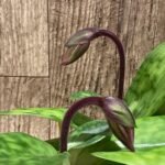 In Spike Paph. Hilo Rainbow 'Bold Spots’ x Paph. Cranberry Boba 'Red Spots' (3.5” pot)