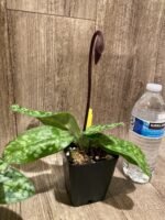 In Spike Paph. Cranberry Boba 'Brown Sugar' × Paph. Hilo Rainbow ‘#2’ (3.5” pot) - Image 4