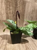 In Spike Paph. Cranberry Boba 'Brown Sugar' × Paph. Hilo Rainbow ‘#2’ (3.5” pot) - Image 3