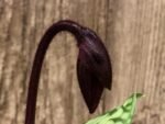In Spike Paph. Hilo Rainbow 'Double Spotted' x Paph. Cranberry Boba 'Wild Spots’ (3.5” pot)