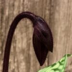 In Spike Paph. Hilo Rainbow 'Double Spotted' x Paph. Cranberry Boba 'Wild Spots’ (3.5” pot)