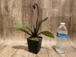 In Spike Paph. Mem. Serafin Perez 'Dark Phoenix' × Paph. Viny World 'Midnight Magic' (3.5” pot) - Image 3