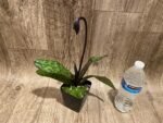 In Spike Paph. Mem. Serafin Perez 'Dark Phoenix' × Paph. Viny World 'Midnight Magic' (3.5” pot) - Image 2