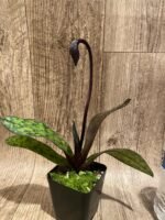 In Spike Paph. Mem. Serafin Perez 'Dark Phoenix' × Paph. Viny World 'Midnight Magic' (3.5” pot) - Image 4