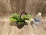 In Spike Paph. Cranberry Boba 'Wild Spots' × Paph. Viny World 'Midnight Magic' (3.5” pot) - Image 4