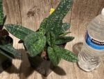 Double Plants Paph. (Fantastic Circle x Ice Storm) x Sib Blooming Size (3.5” pot) - Image 4