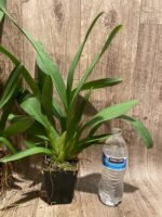 Odontocidium Catatante ‘Sun King’ (3.5” pot) - Image 8