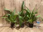 Odontocidium Catatante ‘Sun King’ (3.5” pot) - Image 4