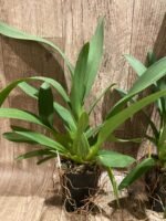 Odontocidium Catatante ‘Sun King’ (3.5” pot) - Image 6