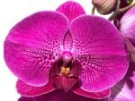 Double Spikes Phalaenopsis Lianher Red Apple (4" Pot) - Image 2